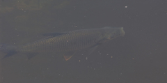 Prochilodus lineatus