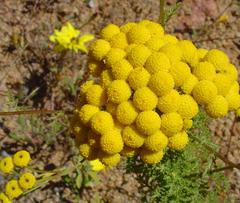 Oncosiphon grandiflorus