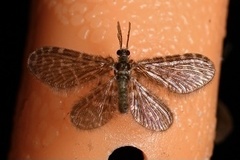 Nallachius americanus