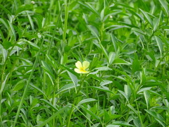 Ludwigia taiwanensis