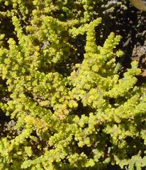 Crassula muscosa muscosa