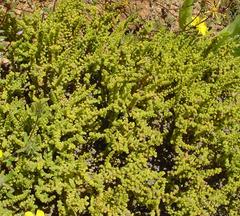 Crassula muscosa muscosa