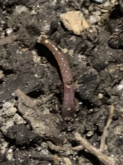 Lumbricus terrestris