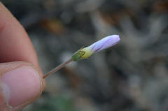 Oxalis truncatula