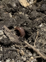 Lumbricus terrestris