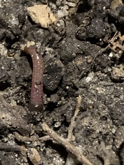 Lumbricus terrestris
