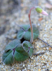 Oxalis truncatula
