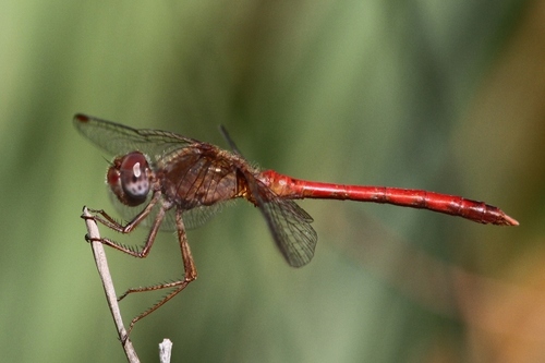 Autumn Meadowhawk, photo 7 of 9