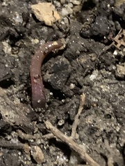 Lumbricus terrestris