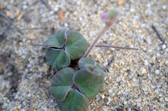 Oxalis truncatula