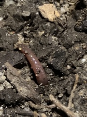 Lumbricus terrestris