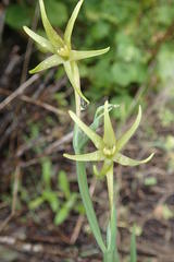Freesia viridis viridis