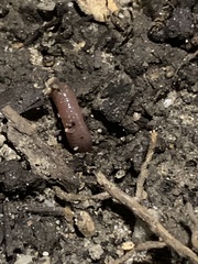 Lumbricus terrestris