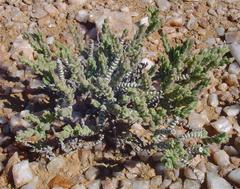 Mesembryanthemum tomentosum