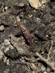 Lumbricus terrestris