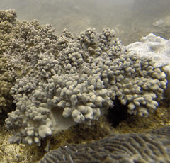 Sclerophytum variabilis