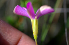 Oxalis engleriana