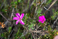 Oxalis engleriana