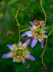 Passiflora bicornis