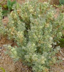 Atriplex lindleyi inflata