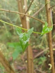Calystegia marginata
