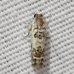 Eucosma ornatula