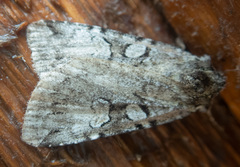 Anaplectoides pressus