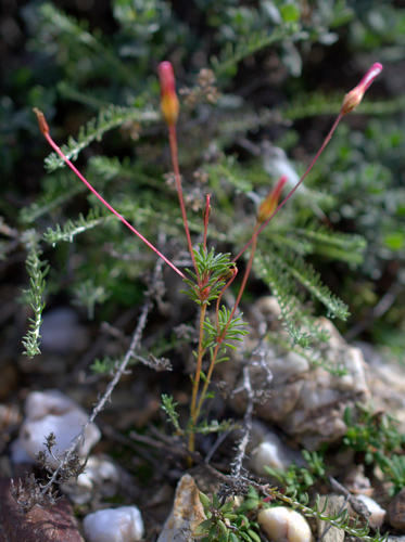 Oxalis robinsonii