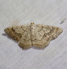 Macaria distribuaria