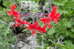 Pelargonium fulgidum