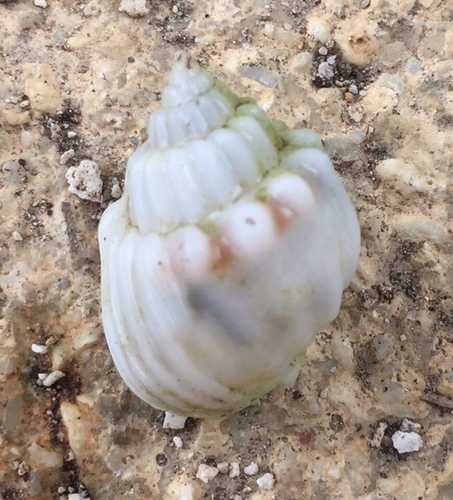 Nassarius arcularius observed 2021-09-04