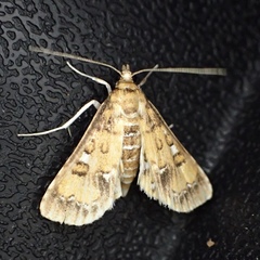 Niphograpta albiguttalis