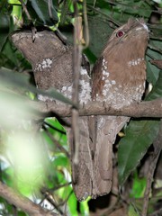 Batrachostomus moniliger