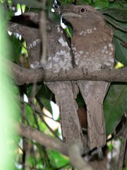 Batrachostomus moniliger