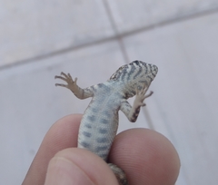 Sceloporus pyrocephalus