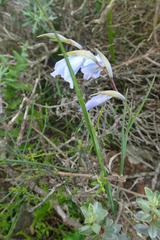 Gladiolus caeruleus