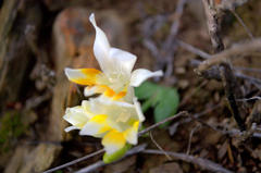 Freesia caryophyllacea