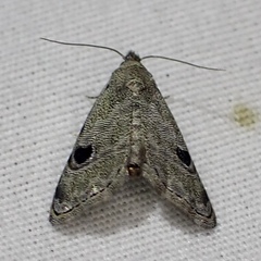 Abablemma brimleyana