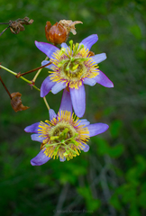 Passiflora bicornis