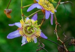 Passiflora bicornis