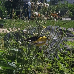 Spinus tristis