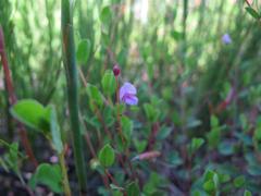 Indigofera sarmentosa