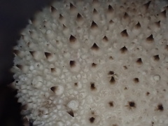 Lycoperdon bispinosum