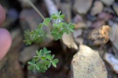 Oxalis orthopoda