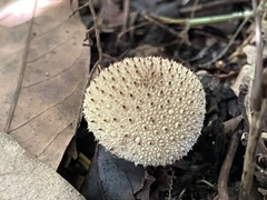 Lycoperdon bispinosum