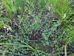 Indigofera sarmentosa