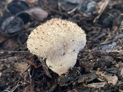 Lycoperdon bispinosum