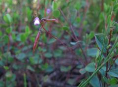 Indigofera sarmentosa
