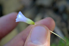 Oxalis orthopoda