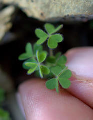 Oxalis orthopoda